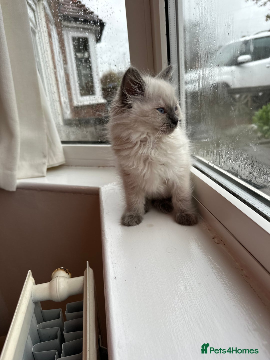 Ragdoll cats for sale: 2 PURE BRED CHAMPION LINE RAGDOLLS READY NOW - Advert 22