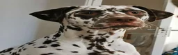 Dalmatian dogs for sale: Male Dalmatian 3.5 years Playful & Loving - Advert 4