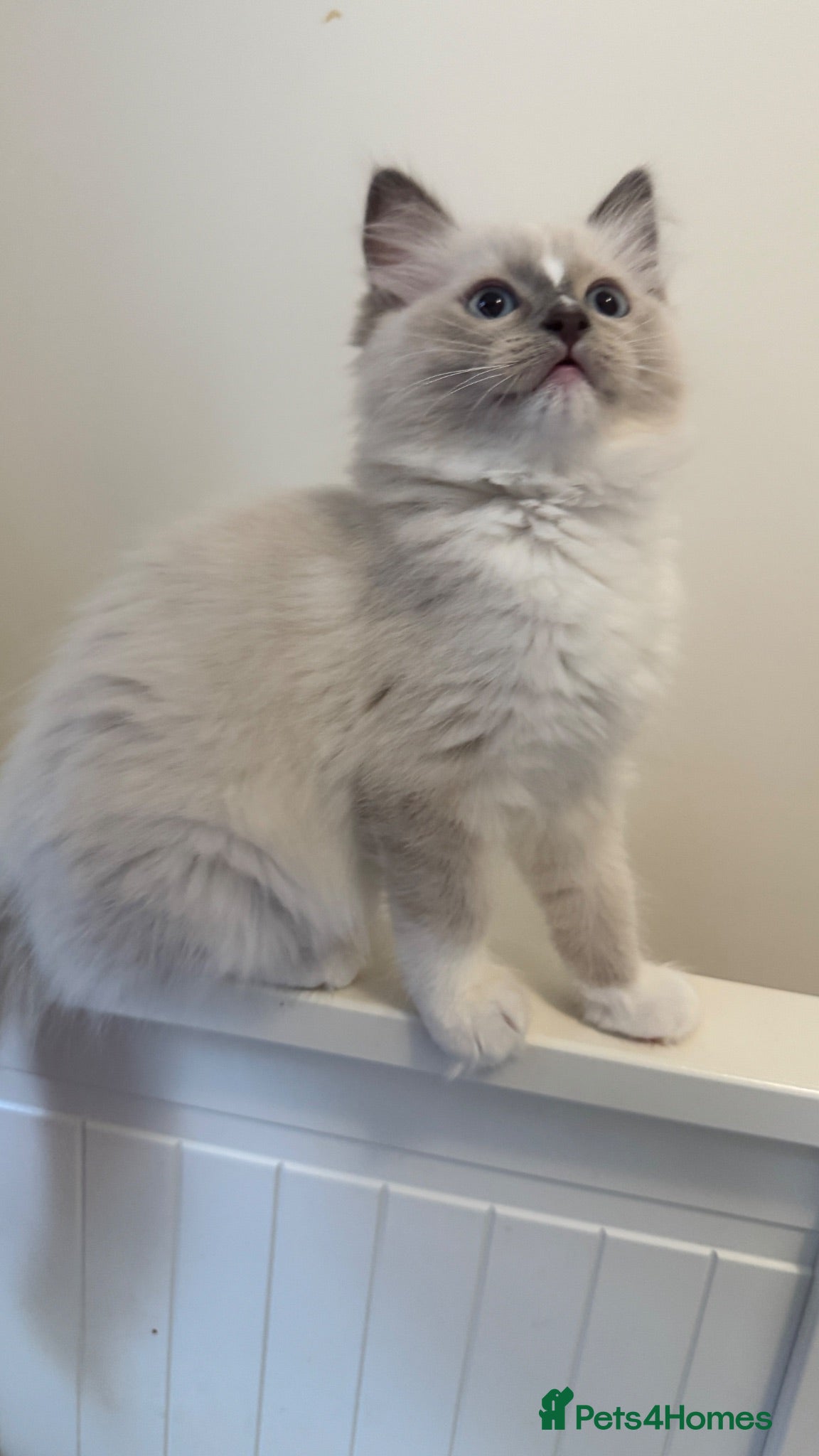 Ragdoll cats Adorable ragdoll kittens ready to go home  - Advert 13