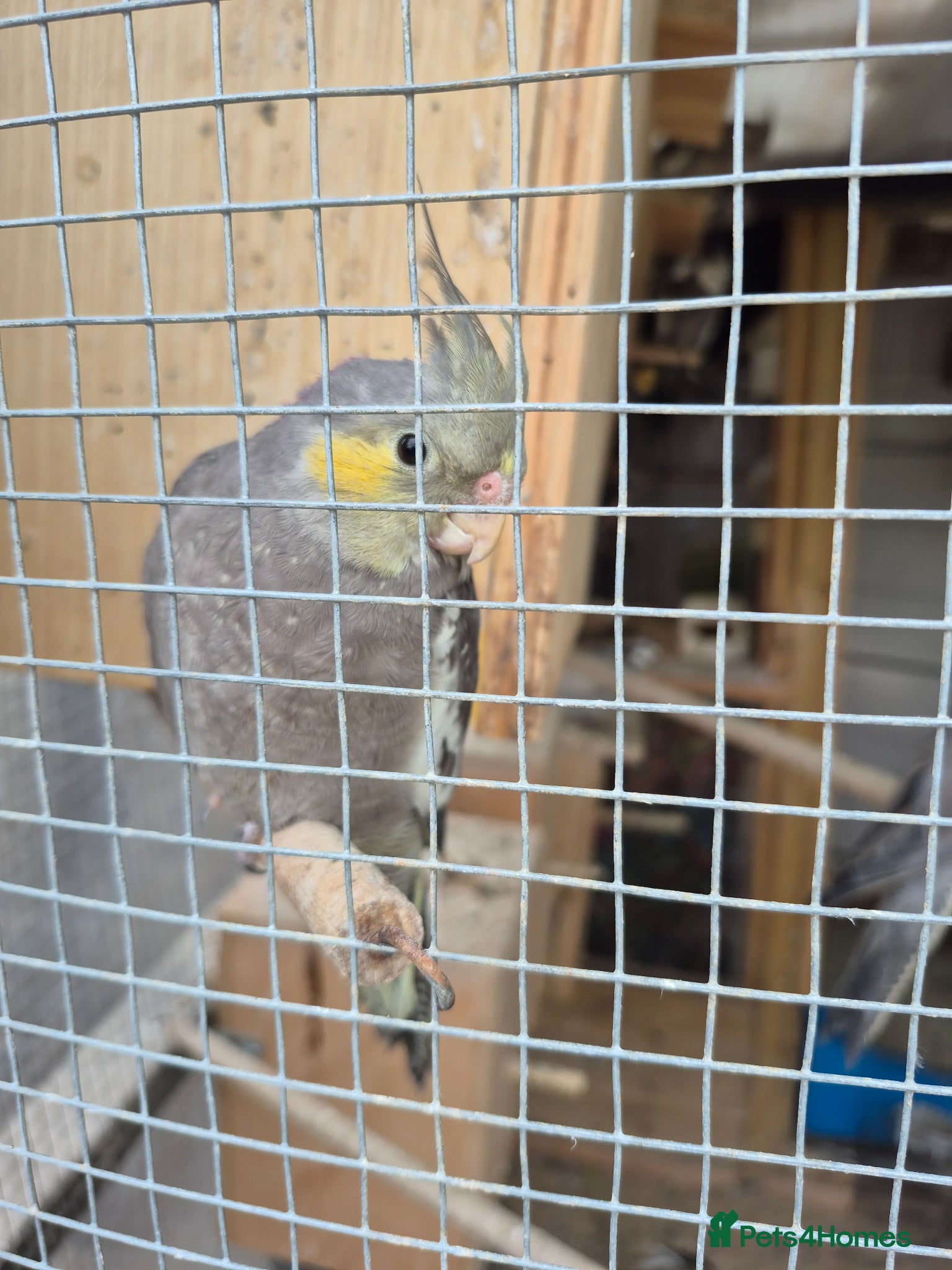 Cockatiels birds Baby Cockatiel - Advert 1