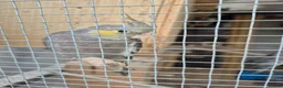 Cockatiels birds for sale: Baby Cockatiel in Stroud - Advert 1