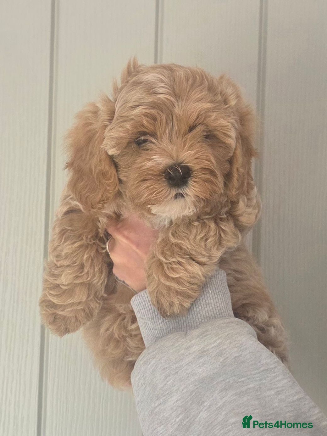 Mixed Breed dogs 1 beautiful pup for sale - Advert 6