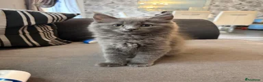 Ragdoll 1
