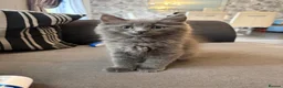 Ragdoll cats for sale: Ragdoll cross Norwegian forest - Advert 2