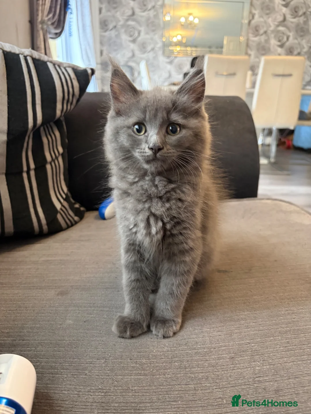 Ragdoll cats for sale: Ragdoll cross Norwegian forest - Advert 2