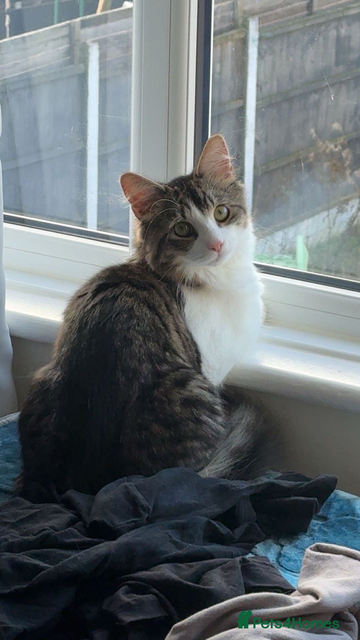 Mixed Breed cats Damion - Advert 6