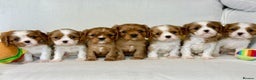 Cavalier King Charles Spaniel dogs for stud: KC Reg for STUD Health Tested Excellent Pedigrees  in Nottingham - Advert 33