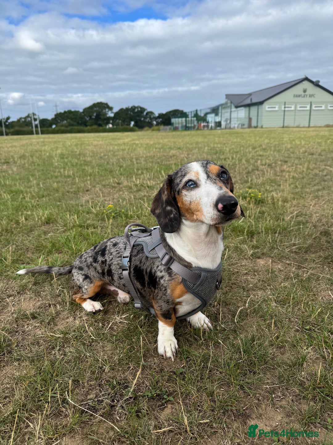 Miniature Dachshund dogs for stud: Miniature dachshund for stud  - Advert 4