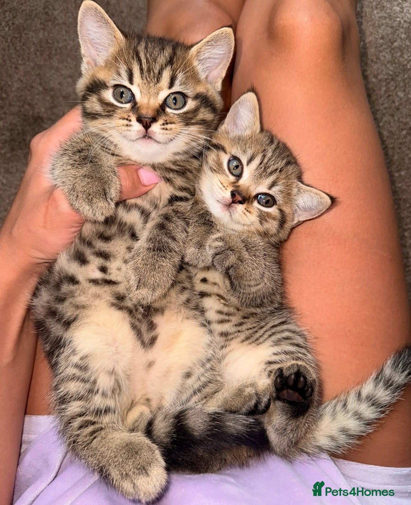 Mixed Breed cats 🐾 Scottish Straight x British Shorthair Kittens - Advert 1