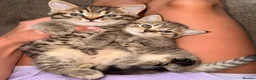 Mixed Breed cats for sale: 🐾 Scottish Straight x British Shorthair Kittens - Advert 1