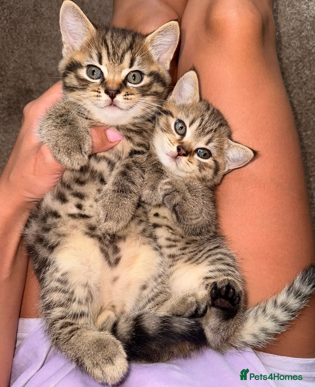 Mixed Breed cats for sale: 🐾 Scottish Straight x British Shorthair Kittens - Advert 1