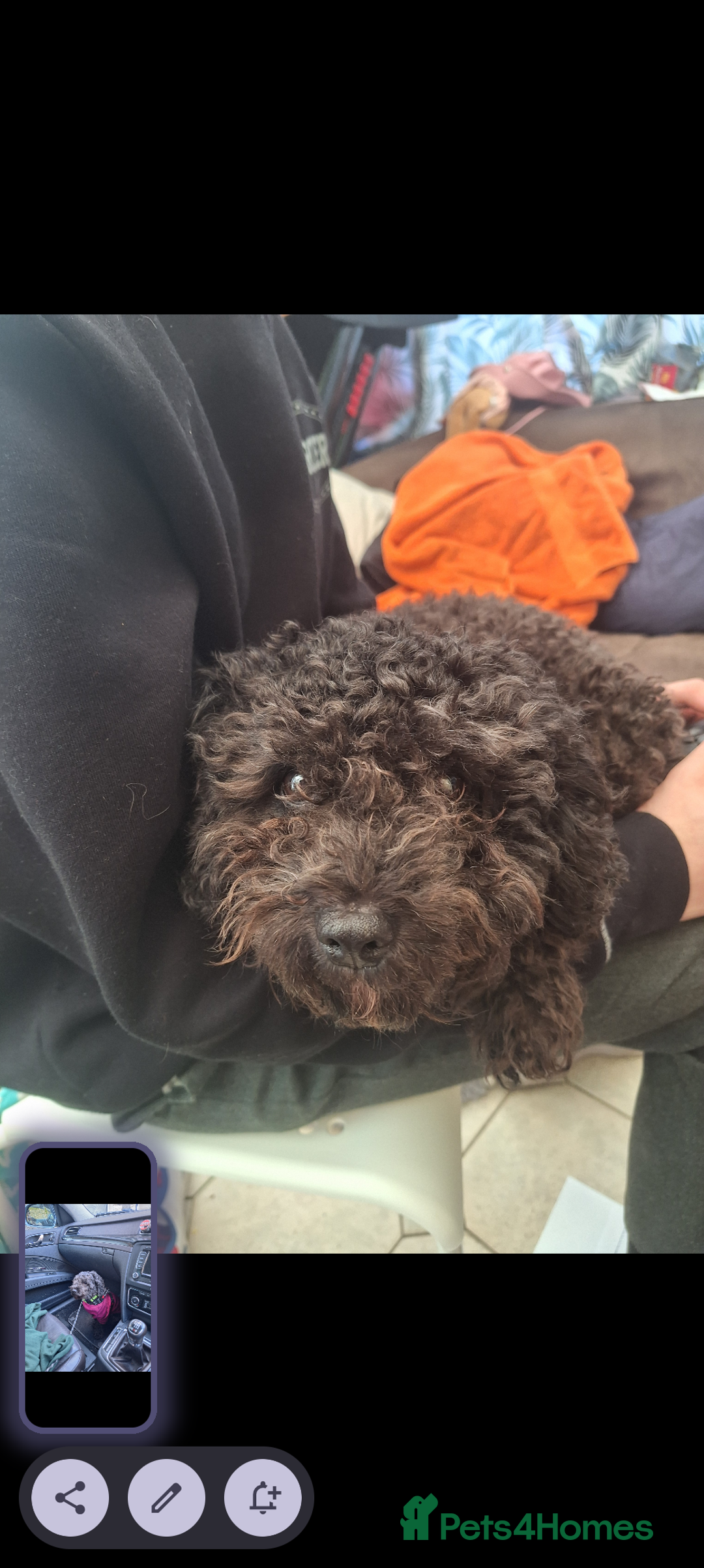 Poochon dogs for sale: 2 year old poochon boy in need of forever home  - Image 4