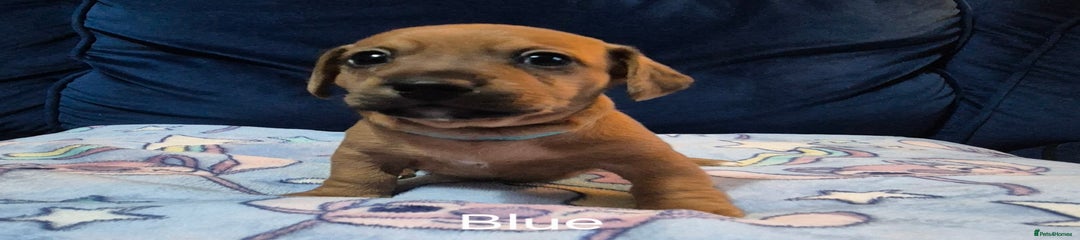 Mixed Breed Puppy 1 (Blue) 