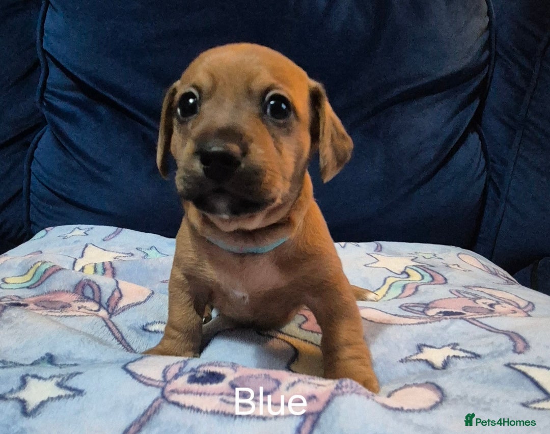 Mixed Breed dogs for sale: Jack Russel x Dachsund  - Image 2
