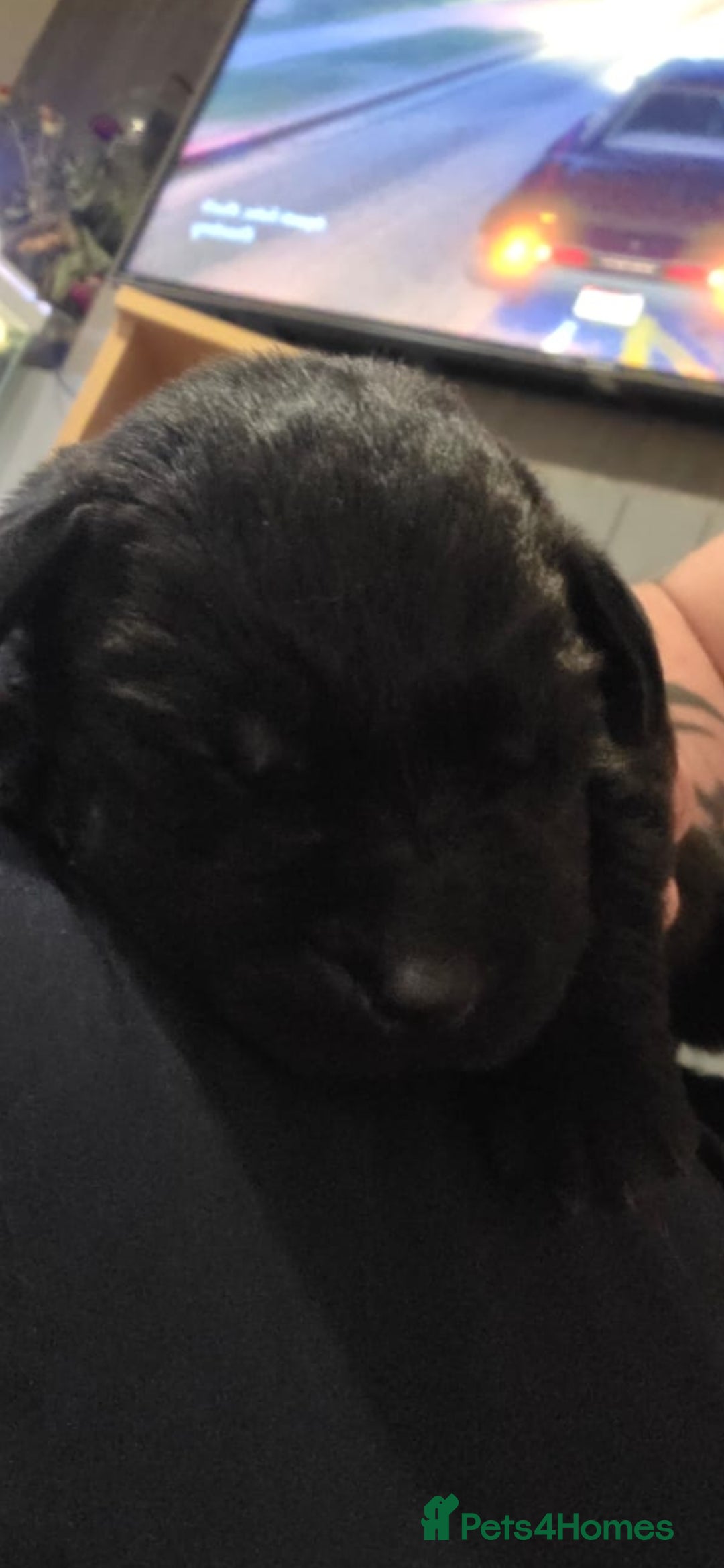 Labrador Retriever dogs for sale: Kc registered labrador  - Advert 3