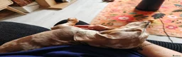 Miniature Dachshund dogs for sale: Miniature dachshund  in Leeds - Advert 4