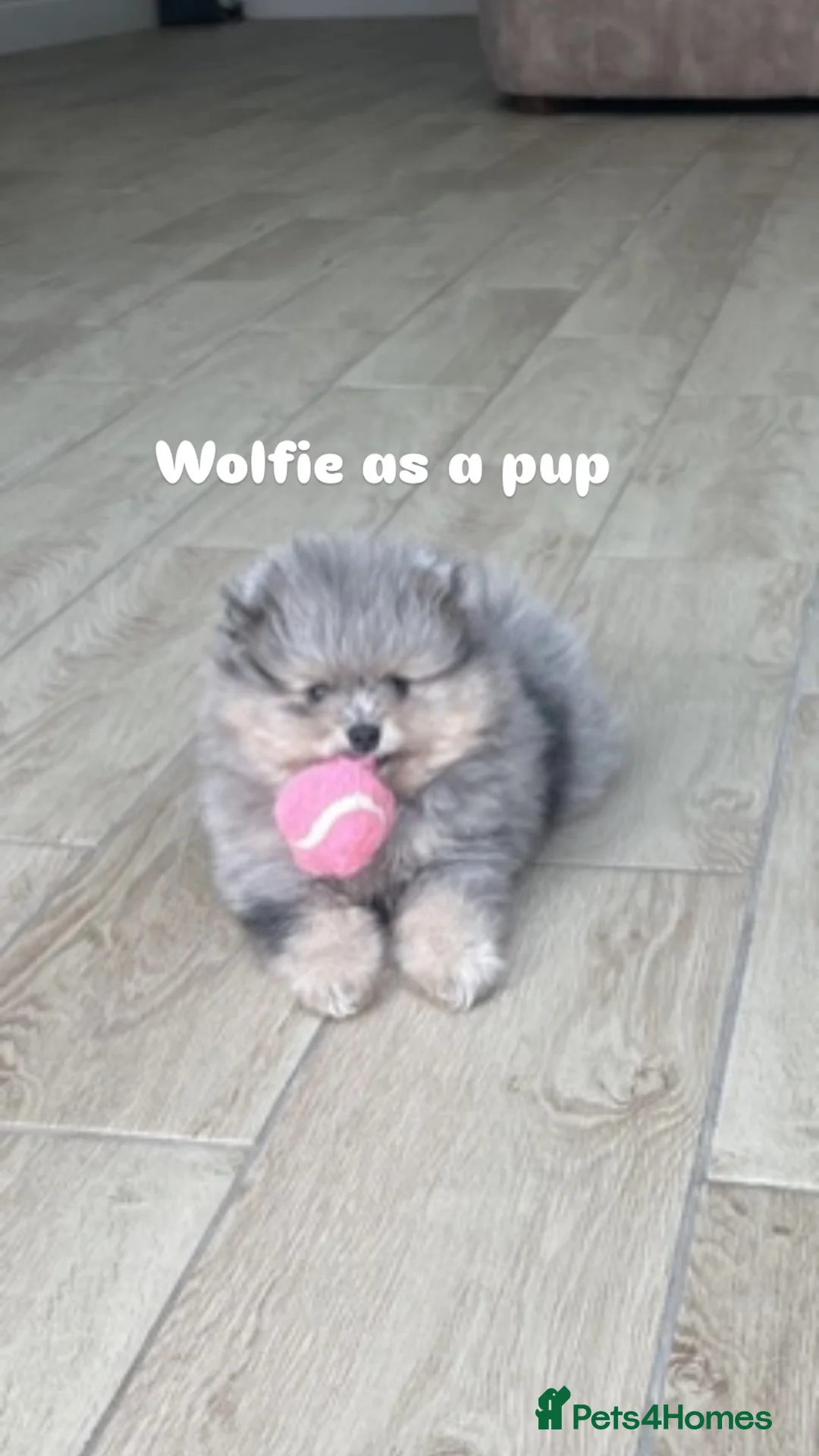 Pomeranian dogs for stud: Merle Pomeranian Stud  in Liverpool - Advert 7