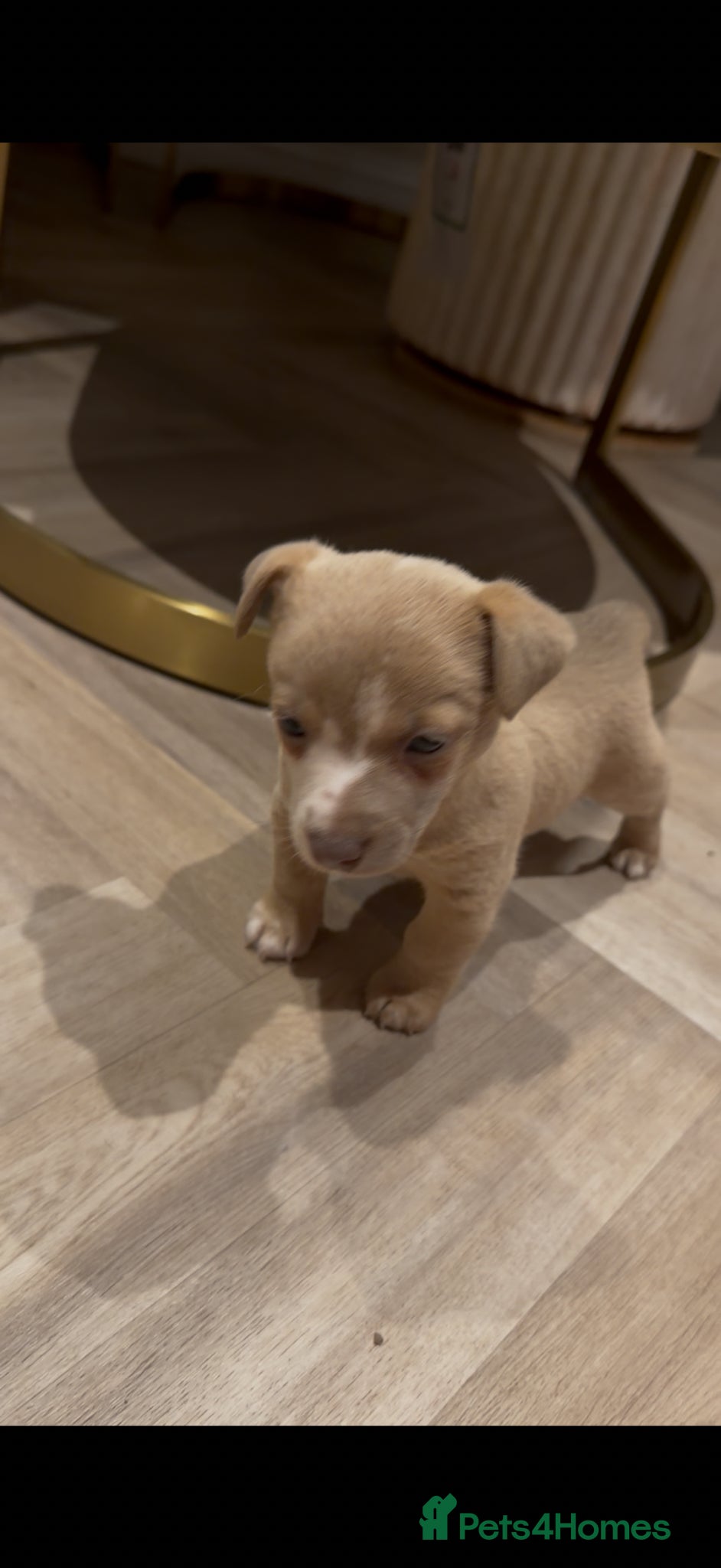 Jack Russell dogs Jack Russell puppy’s  - Advert 17
