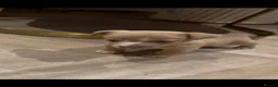 Jack Russell dogs for sale: Jack Russell puppy’s  - Advert 1