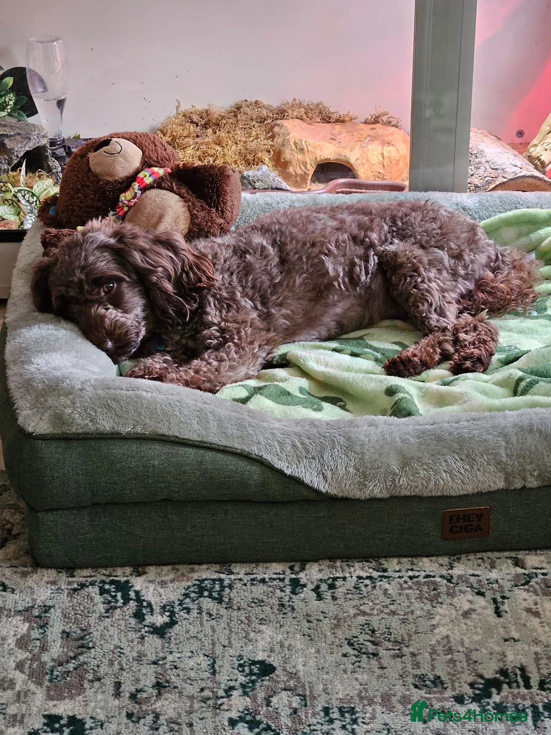 Sproodle dogs for sale: Beautiful Sproodle pups - Advert 2