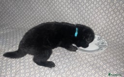 German Shepherd dogs for sale: Czech German Shepherd KC Registered puppies - Image 3