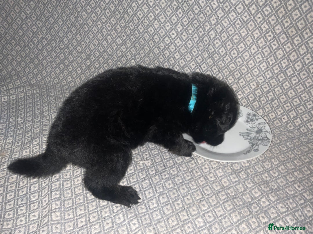 German Shepherd dogs for sale: Czech German Shepherd KC Registered puppies - Image 3