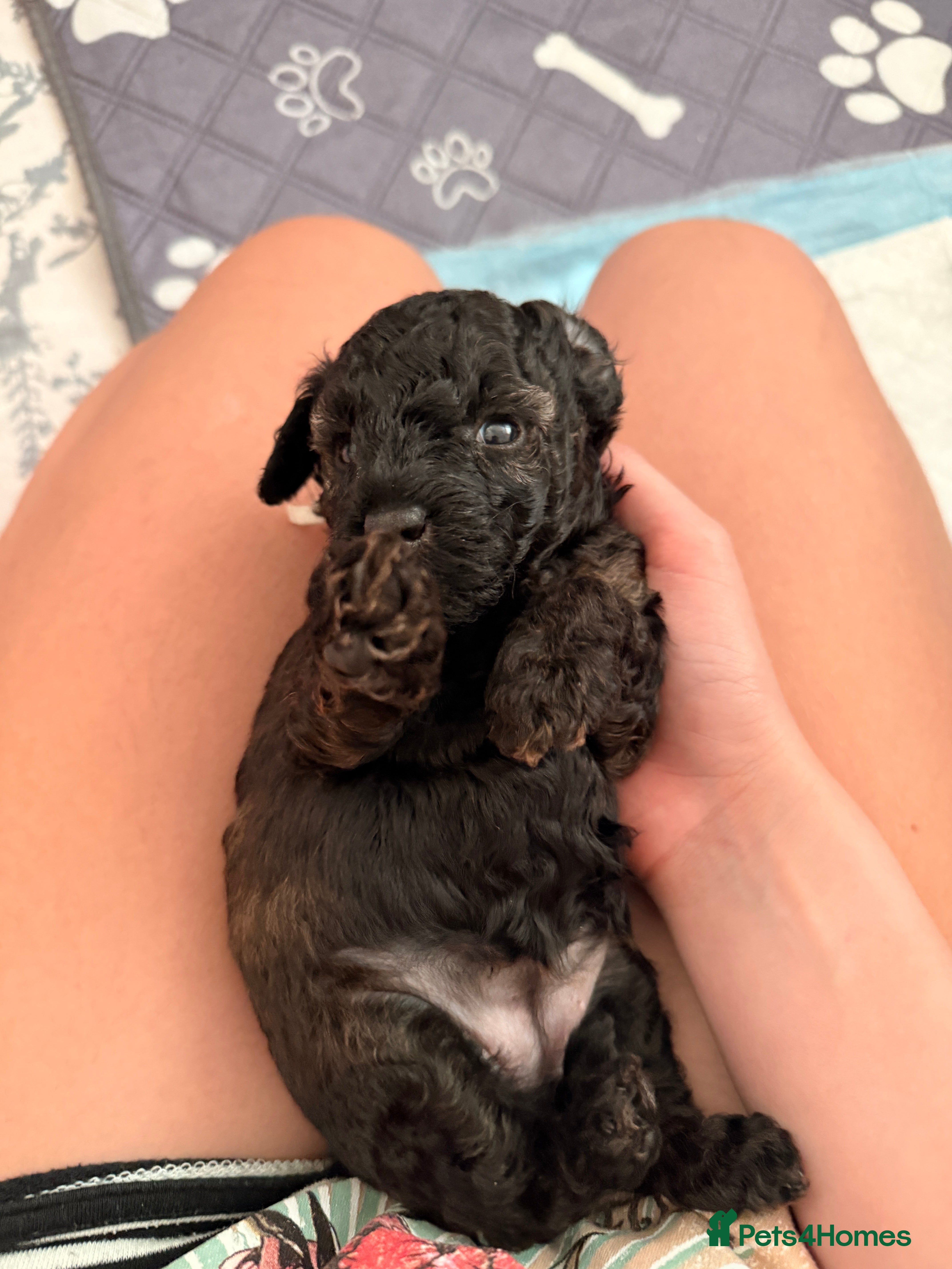 Mixed Breed dogs Toy x Miniature Poodle Puppies  - Advert 2