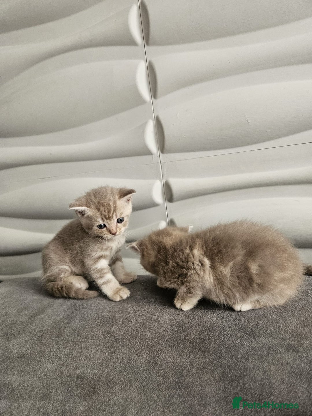 Burmese cats for sale: Beautiful Burmese x British kittens for sale 🤍  - Image 20
