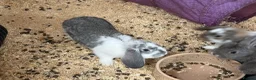 French Lop rabbits for sale: Stunning French lop babies - Advert 7
