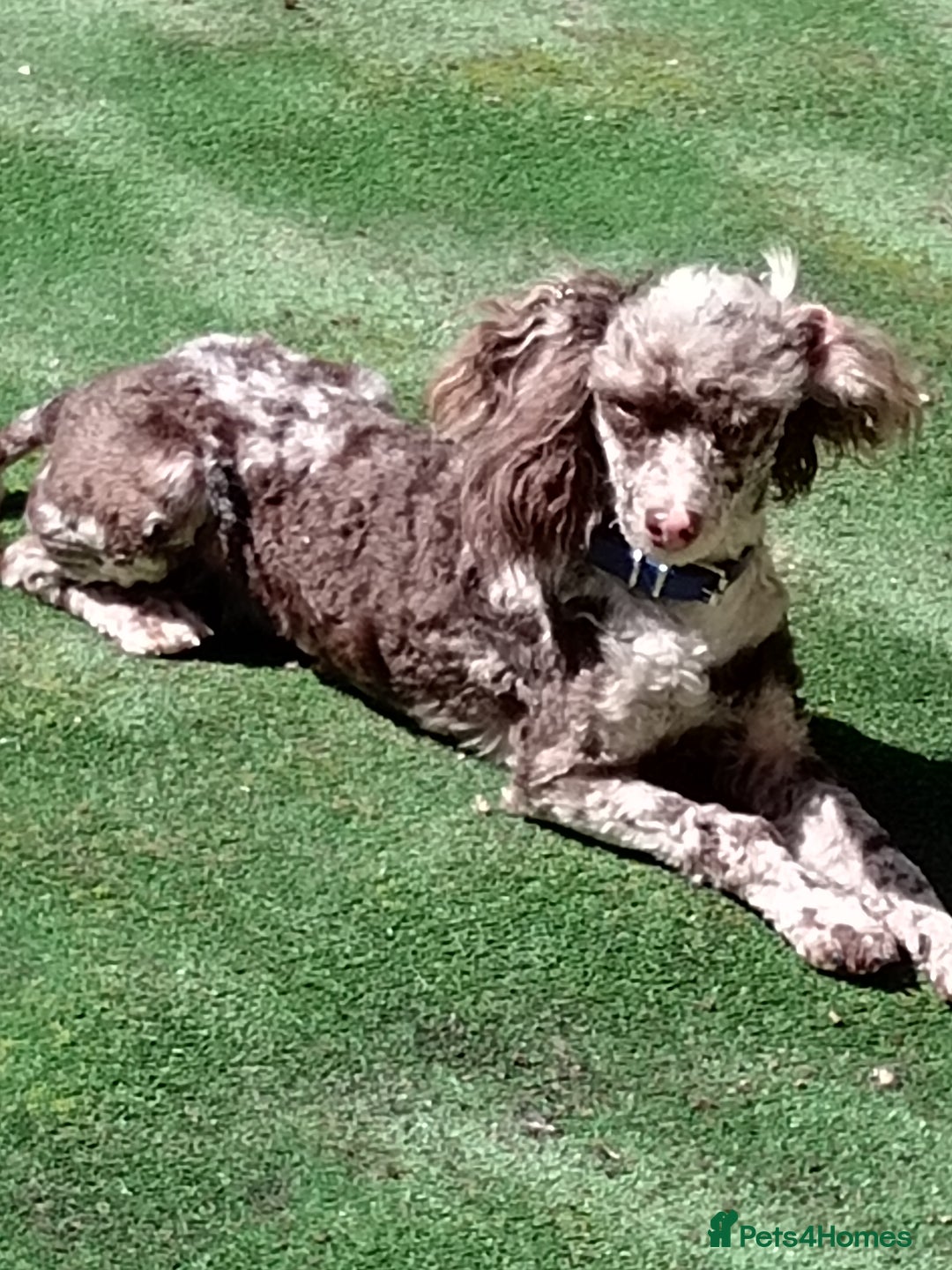 Poochon dogs for sale: POOCHON BOY PUPS - Advert 3