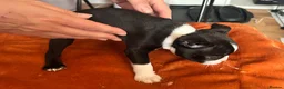 Boston Terrier dogs for sale: Boston Terriers - Advert 16