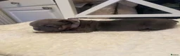 French Bulldog dogs for sale: 🐾💙 BEAUTIFUL FRENCH BULLDOG PUPPIES 💗🐾 - Advert 19