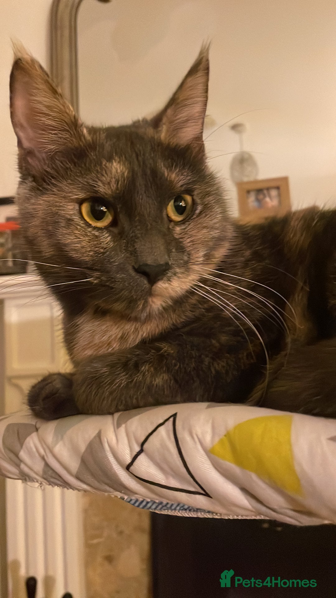 Mixed Breed cats for sale: Adorable female cats Looking for a Forever Home ! - Advert 15