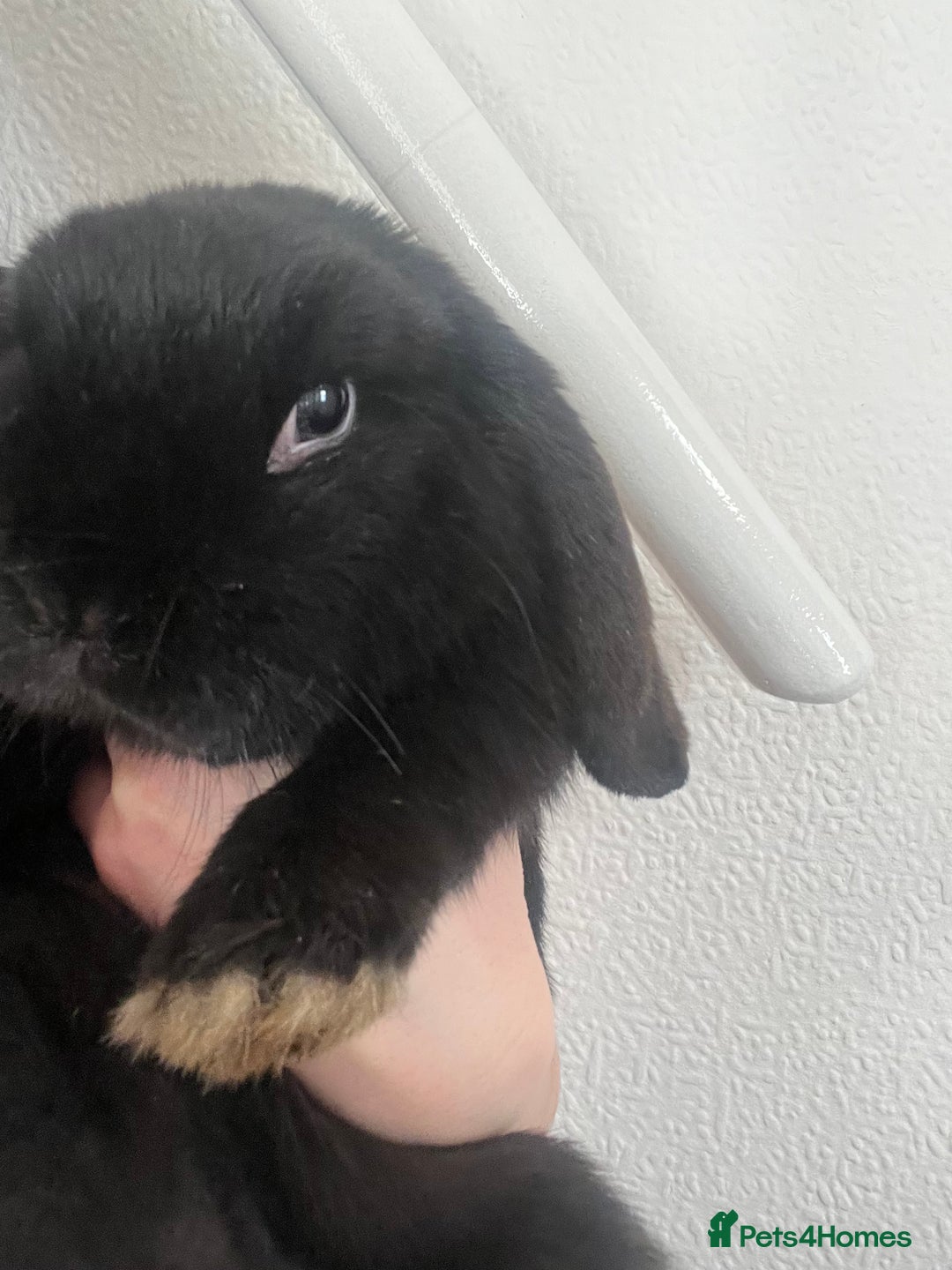 French Lop rabbits for sale: Bunny - Advert 4