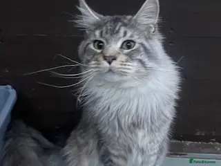 Maine Coon cats Breeding Sud Available now - Advert 2