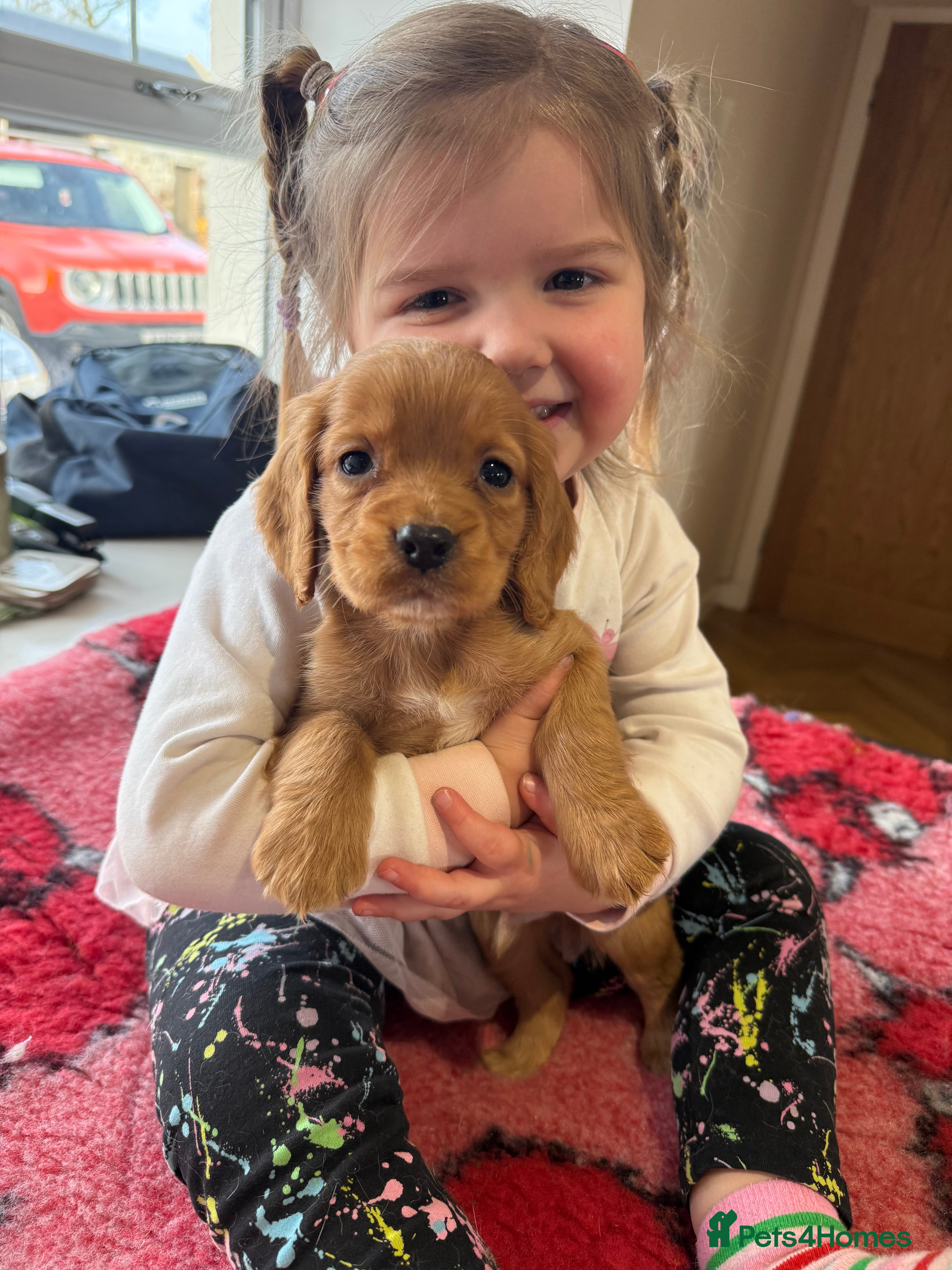 Cocker Spaniel dogs STUNNING COCKER SPANIELS - Advert 16