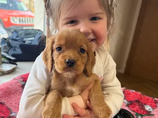 Cocker Spaniel dogs STUNNING COCKER SPANIELS - Advert 16