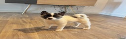 Akita dogs for sale: Quality Family Raised American Akita Puppies - Advert 19