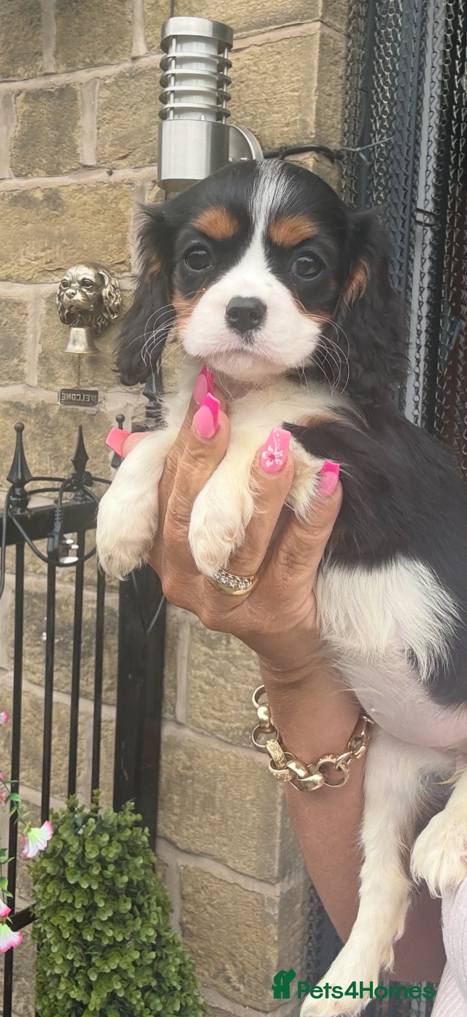 Cavalier King Charles Spaniel dogs Kc cavalier puppies dna clear  - Advert 1