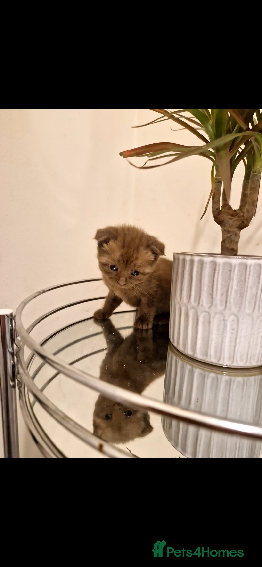 Scottish Fold cats for sale: Two Beautiful Scottish Fold Kittens - Advert 3