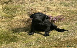 Labrador Retriever dogs for sale: Champion bred by own Ftch /ftw - Image 2