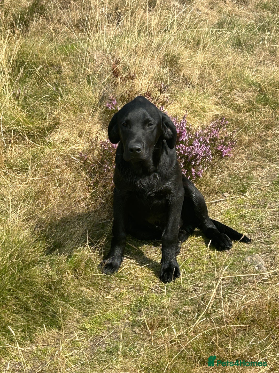 Labrador Retriever dogs for sale: Champion bred by own Ftch /ftw - Image 2