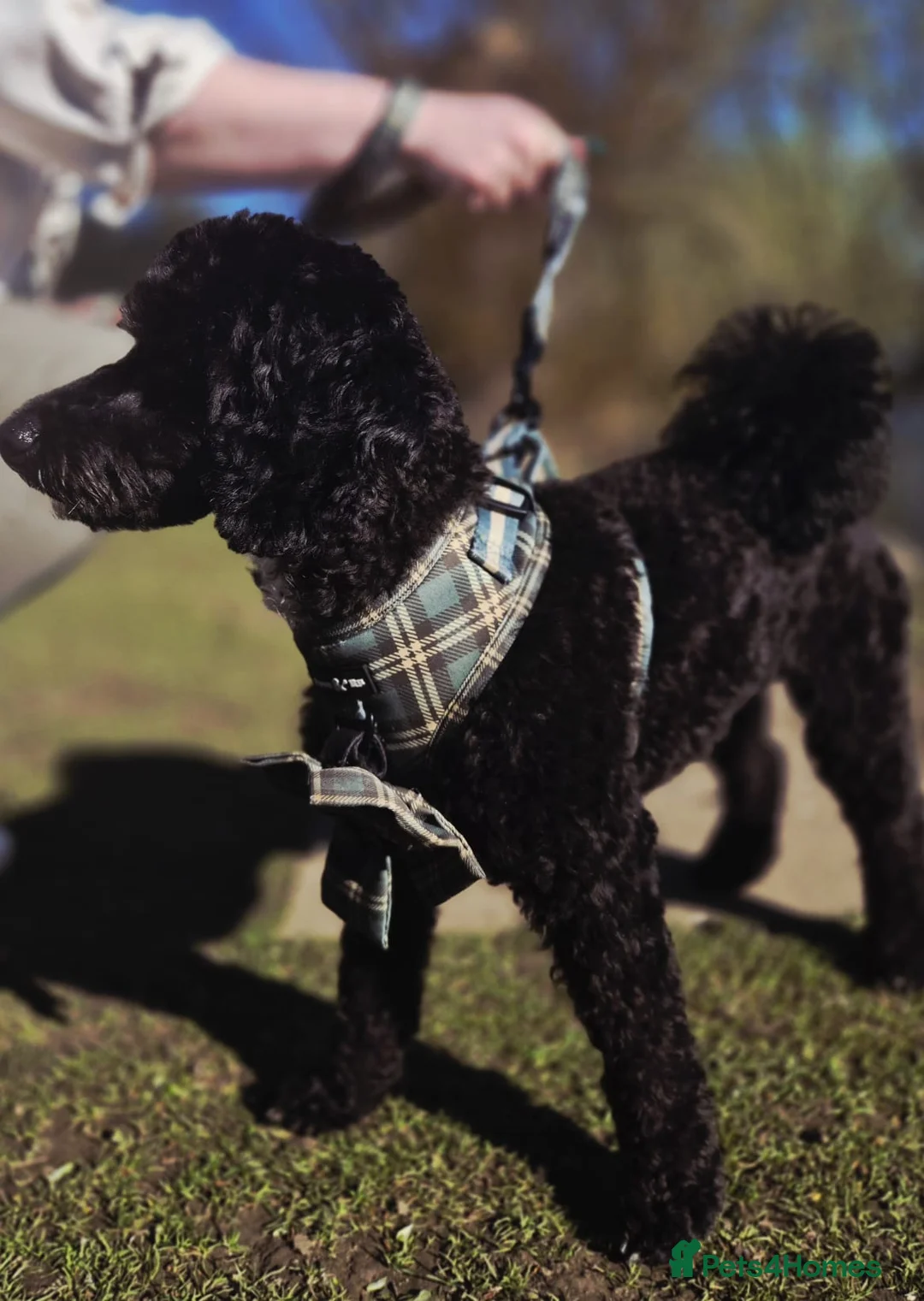 Toy Poodle dogs for stud: Beau. Stud Toy Poodle  - Advert 1