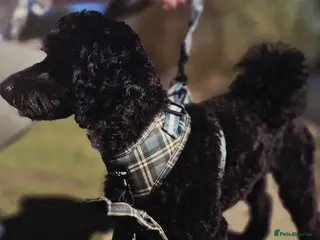 Toy Poodle dogs Beau. Stud Toy Poodle - Advert 17