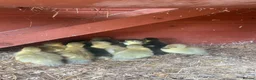 Mixed Breed birds for sale: Moscovi ducklings available with mum in Sheffield - Advert 3