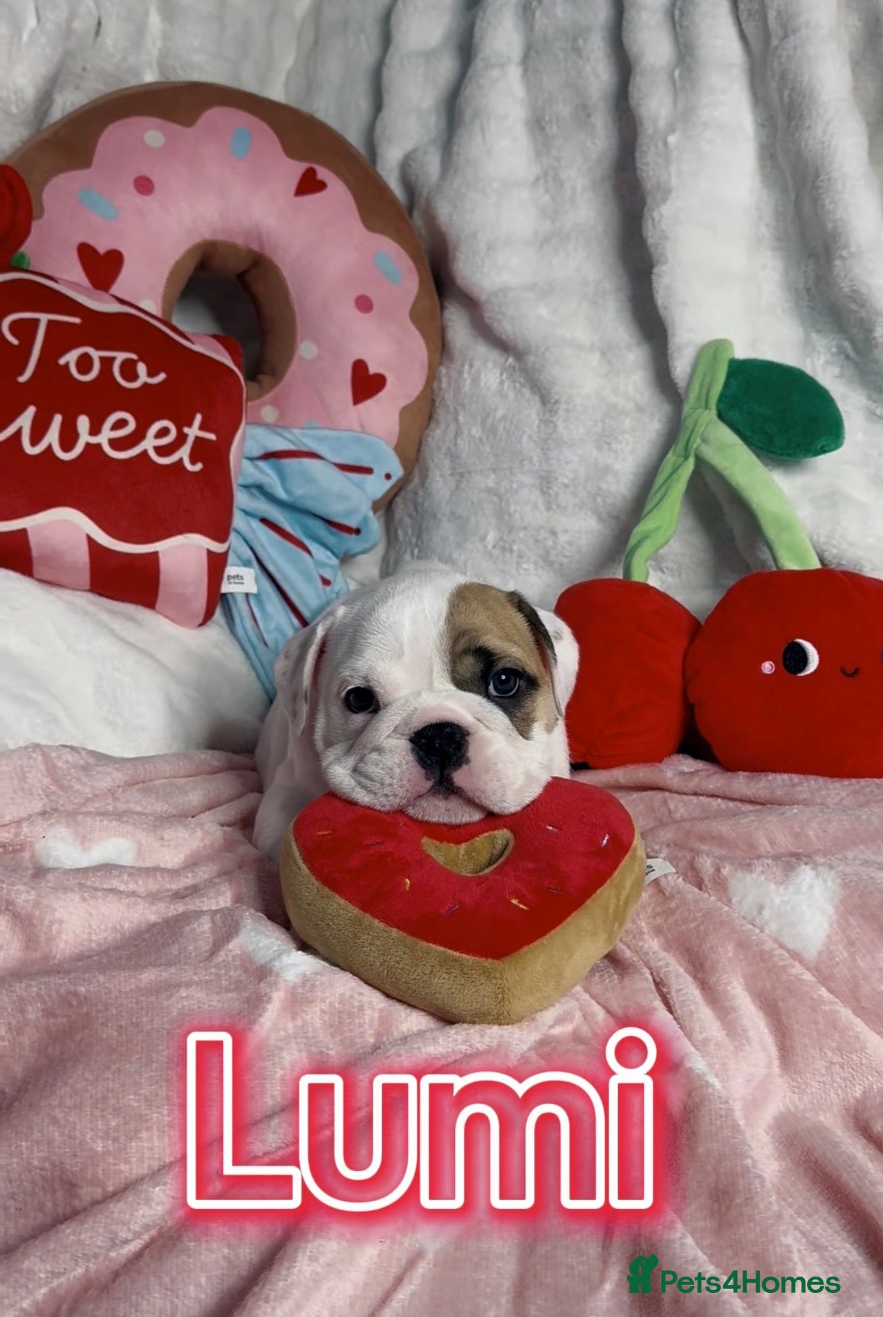 English Bulldog dogs English Bulldog Puppies - Advert 16