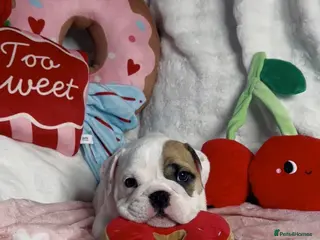 English Bulldog dogs English Bulldog Puppies - Advert 16