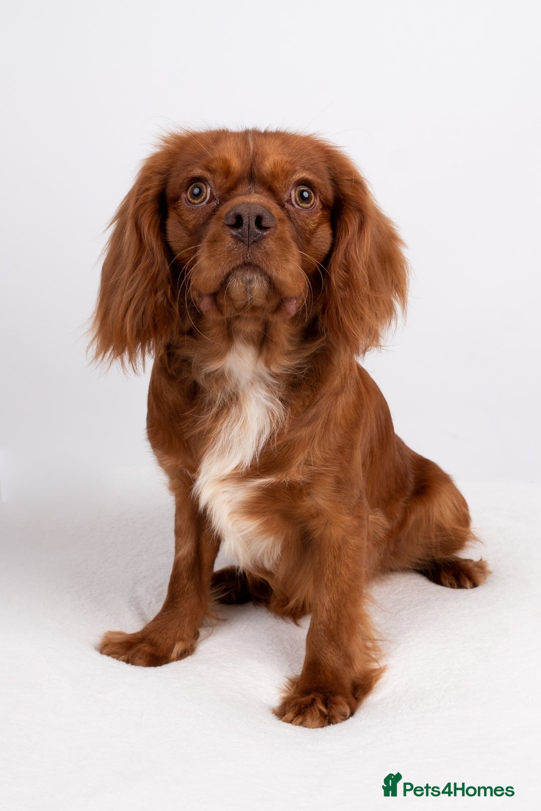 Cavalier King Charles Spaniel dogs for stud: KC REG EXTENSIVELY HEALTH TESTED CHOC RUBY STUD  in Hoddesdon - Image 13