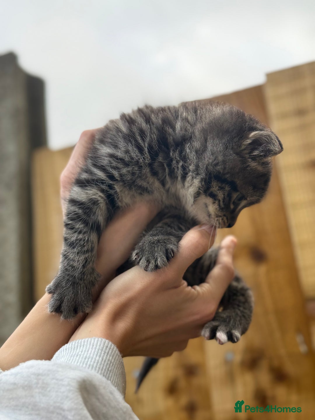 Scottish Fold cats for sale: Adorable Scottish Fold Cross Kittens - Advert 13
