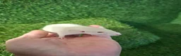 Rat rodents for sale: DWARF RATS - Advert 4